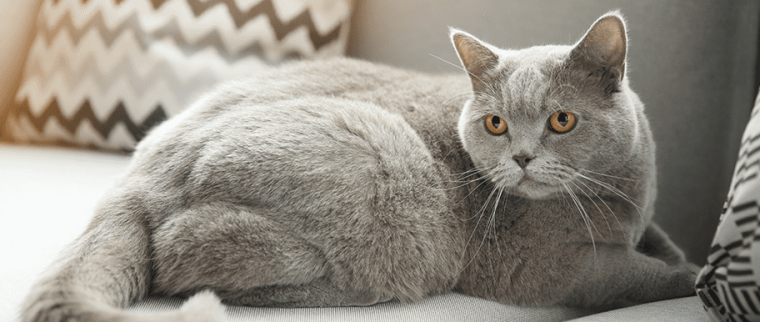 prise de poids chat